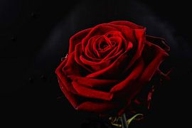 Rose by @rsphotograp_hy