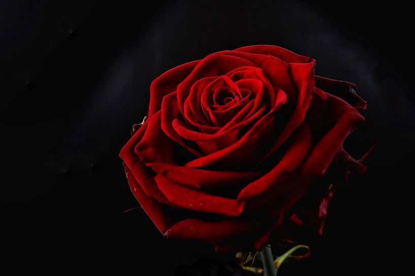 Rose van @rsphotograp_hy