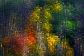MÄRCHENWALD 17 von Miroslav Ptacek