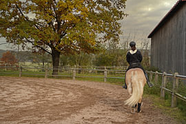 Training with the light brown Haflinger with beige mane