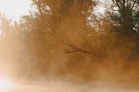 Morning mist Biesbosch