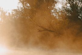 Ochtendmist Biesbosch van Dave Vos