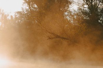 Brume matinale Biesbosch