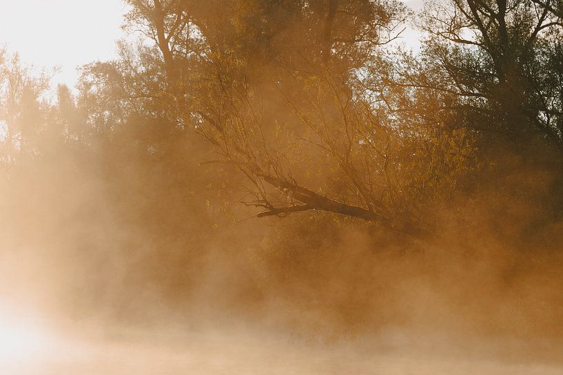 Morning mist Biesbosch by Dave Vos