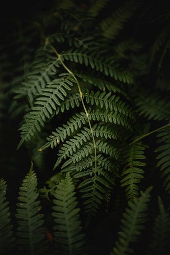 Close up van een groen varen blad