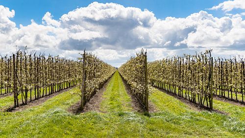 Flowering fruit orchard