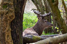 Der Rothirsch in den Oostvaardersplassen von Merijn Loch