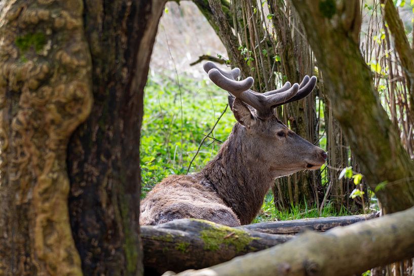 Het Edelhert in de Oostvaardersplassen van Merijn Loch