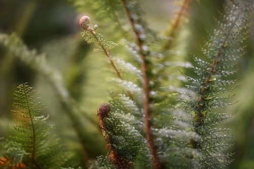 varen dubbel belicht