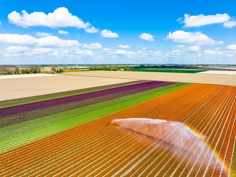 Tulpen in een veld besproeid door een landbouwsproeier van Sjoerd van der Wal Fotografie