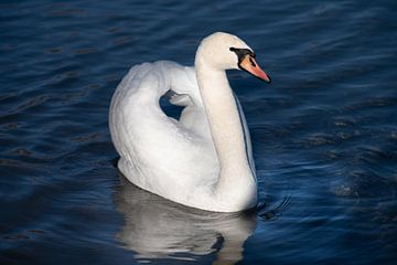 A white mute swan on the dark lake by Ulrike Leone