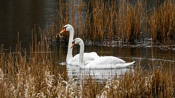 Swan van Roland Brack