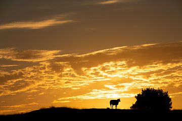 Silhouet van een schaap voor een schilderachtige avondlucht van Marian van Ginkel
