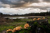 landschap met paddestoelen 