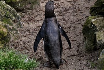 De achterzijde van een penguin van Corine Dekker