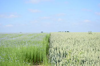 Le lin bleu dans les champs verts