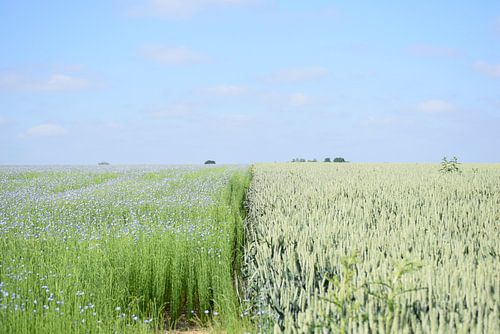 Der blaue Flachs auf den grünen Feldern