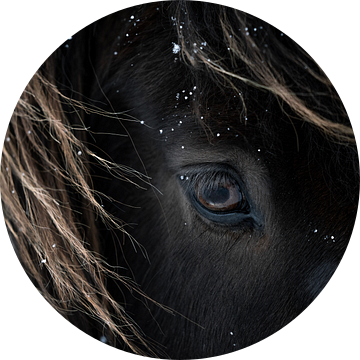 De kracht van een IJslands paard | sneeuw | IJsland van Femke Ketelaar