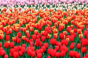 Rode tulpen close up von Dennis van de Water