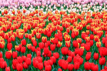 Rode tulpen close up von Dennis van de Water