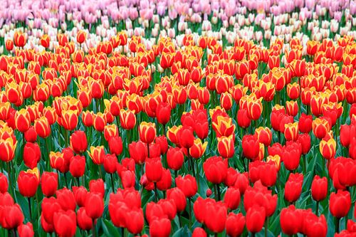 Rode tulpen close up