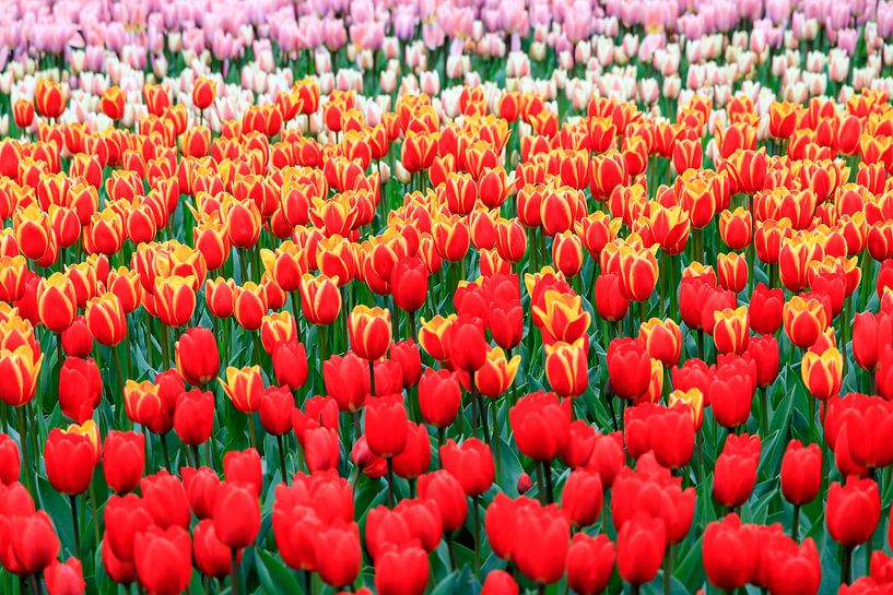 Rode tulpen close up par Dennis van de Water