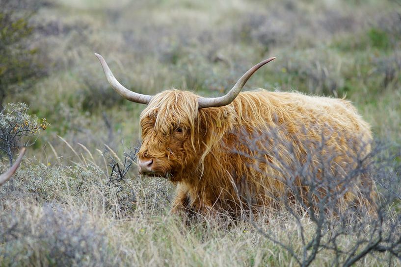 Schottischer Highlander von Dirk van Egmond