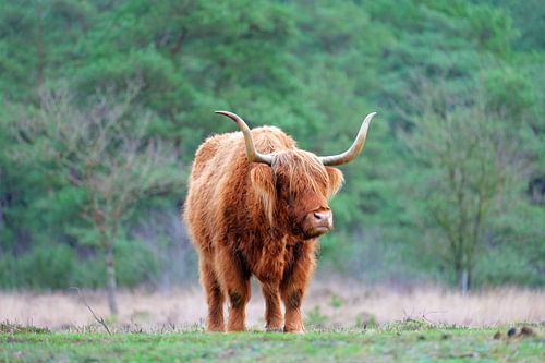 Stärke und ruhige Schönheit
