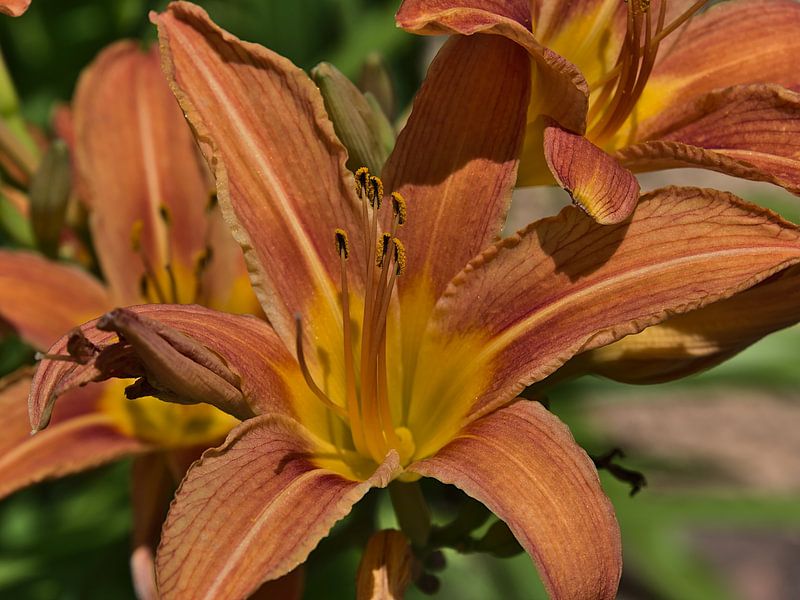 Summer Lily by Timon Schneider