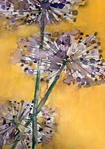 Allium