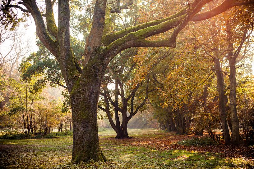 very old tree in Panbos Katwijk by Margriet Hulsker