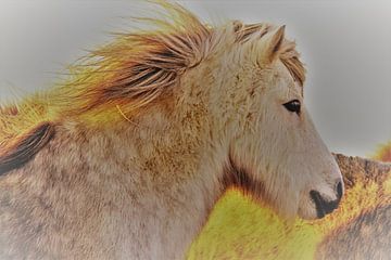 Icelander horse by Gert-Jan Siesling
