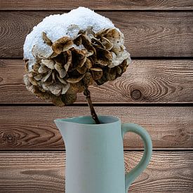 Der kalte und einsame Strauß | Hortensien im Milchkrug von RB-Photography