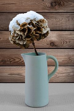 The cold and lonely bouquet | Hydrangea in a Milk Jug by RB-Photography
