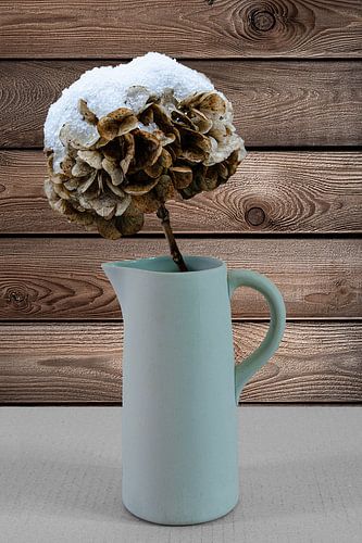 The cold and lonely bouquet | Hydrangea in a Milk Jug by RB-Photography