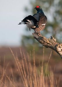 Male Black Grouse by Beschermingswerk voor aan uw muur