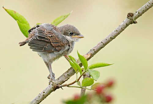 Grauwe klauwier jong