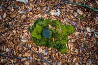 Île de mousse dans une mer de feuilles Hiver