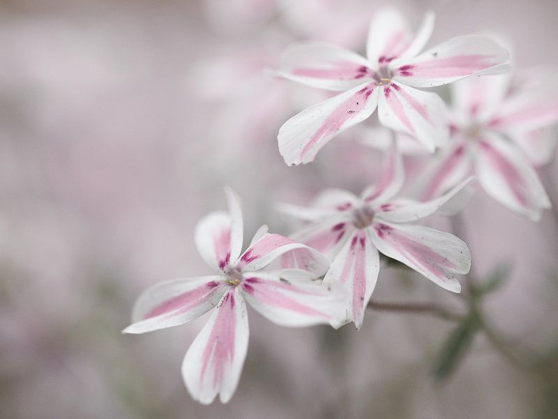 Tere pink white flowers by Bianca Muntinga