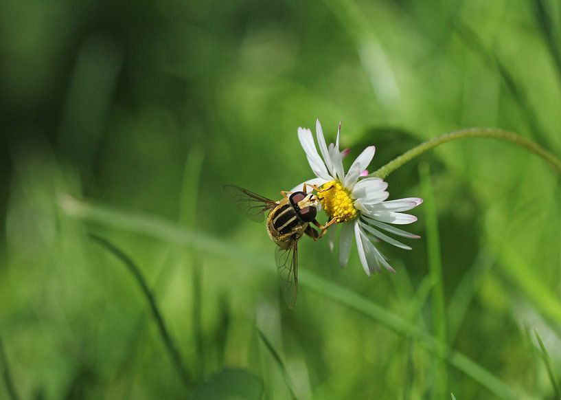 Madelief met zweefvlieg by Simone Huisman