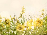 Sunny days 8