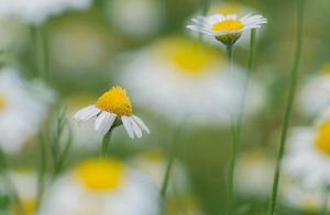 Sommerlich (fröhliches Foto von Kamille) von Birgitte Bergman