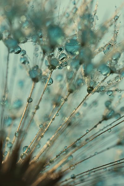 Through the fluff (turquoise with warm light) by Marjolijn van den Berg