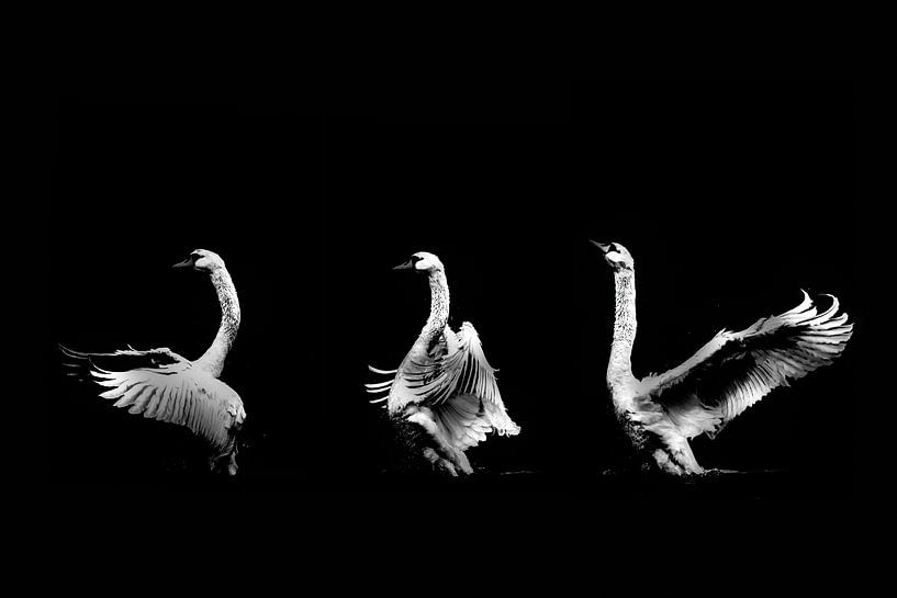 Swan Dance by Foto Studio Labie