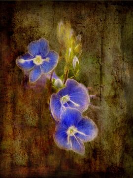 Speedwell - Purple by Claudia Gründler