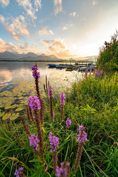 Flowery view over the Hopensee to the Allgäu Alps by Leo Schindzielorz