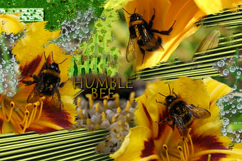 Humblebee