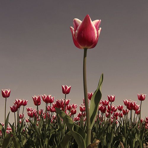 La nature morte des tulipes