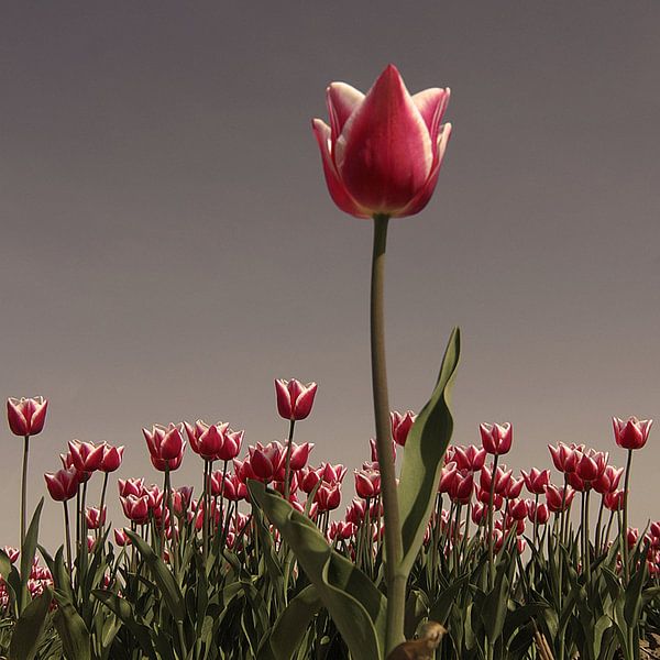 La nature morte des tulipes par Mario de Lijser