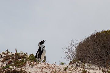 Zuid Afrikaanse pinguïn in de duinen van Robin Mulders